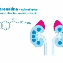 Adrenalina - hormon strachu, walki i ucieczki. Schemat chemiczny epinefryny i przekrój przez nadnercza.