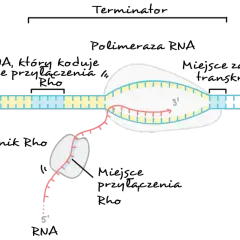 Proces transkrypcji: polimeraza RNA tworzy nić mRNA (różową) na matrycy DNA (żółtej i niebieskiej).