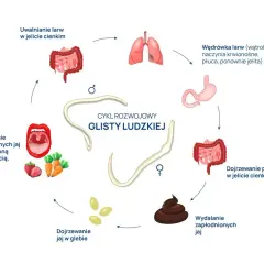 Cykl rozwojowy glisty ludzkiej ile trwa - poznaj kluczowe informacje