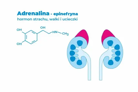 Adrenalina - hormon strachu, walki i ucieczki. Schemat chemiczny epinefryny i przekrój przez nadnercza.
