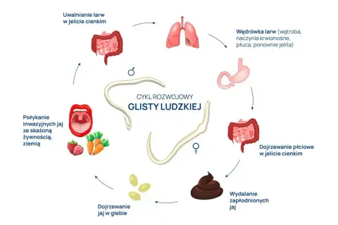 Cykl rozwojowy glisty ludzkiej ile trwa - poznaj kluczowe informacje