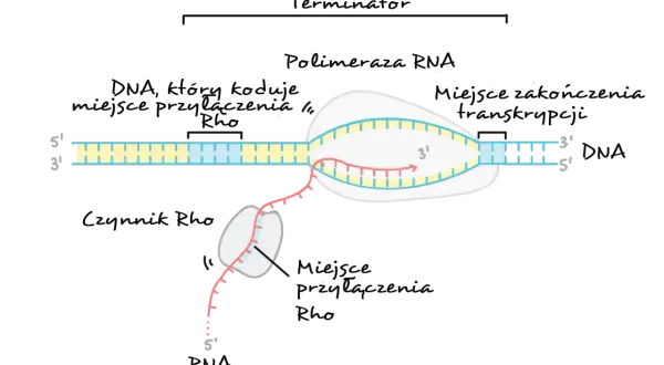 Proces transkrypcji: polimeraza RNA tworzy nić mRNA (różową) na matrycy DNA (żółtej i niebieskiej).