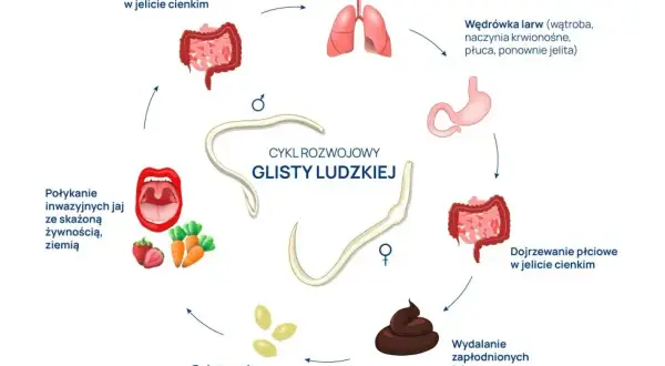 Cykl rozwojowy glisty ludzkiej ile trwa - poznaj kluczowe informacje