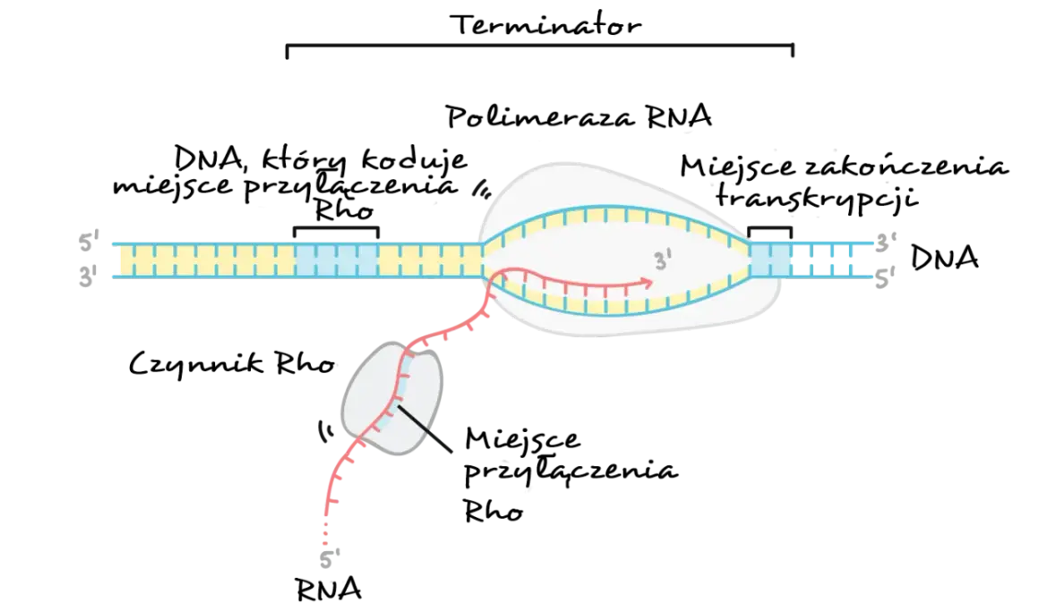 Proces transkrypcji: polimeraza RNA tworzy nić mRNA (różową) na matrycy DNA (żółtej i niebieskiej).