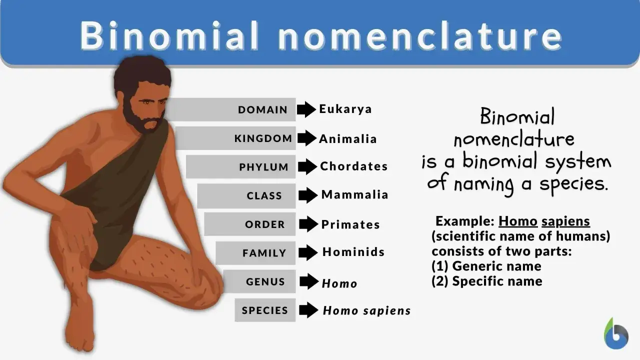 Ilustracja przedstawia schemat klasyfikacji biologicznej, wyjaśniający zasady nomenklatury dwuimiennej.