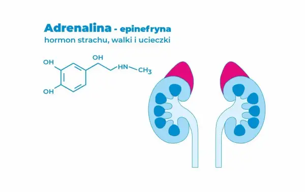 Adrenalina - hormon strachu, walki i ucieczki. Schemat chemiczny epinefryny i przekrój przez nadnercza.